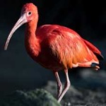 image of bird