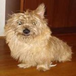 image of animal