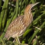 image of bird