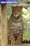 image of jaguar_car