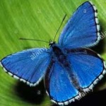 image of animal