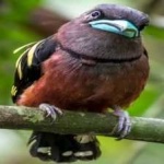 image of banded_broadbill #12