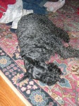 image of kerry_blue_terrier