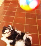 image of shih_tzu