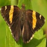 image of banded_butterfly #72