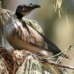 image of bird