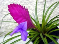 image of flower