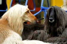 image of afghan_hound #34