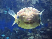 image of puffer #11