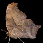 image of animal