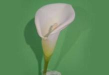 image of giant_white_arum_lily #26