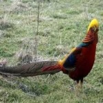 image of golden_pheasant #16