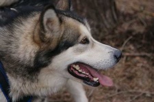 image of malamute