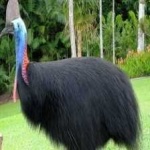image of bird