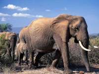 image of african_elephant