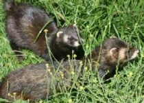 image of polecat #1