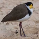 image of bird