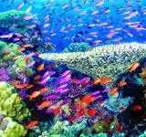 image of reef