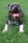 image of animal