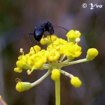 image of ant