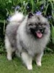 image of keeshond