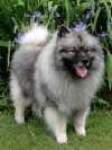 image of keeshond #9