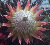 image of flower