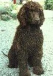 image of irish_water_spaniel #1