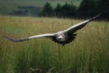 image of vulture