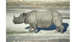 image of rhinoceros