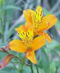 image of flower