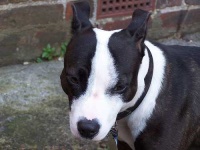 image of animal