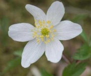 image of flower