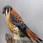 image of bird