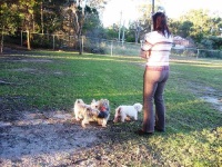 image of silky_terrier