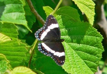 image of admiral