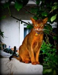 image of abyssinian #33