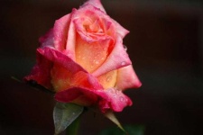 image of rose #18