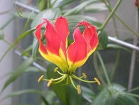 image of fire_lily #9