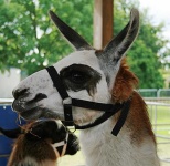 image of llama