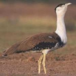 image of indian_bustard #33