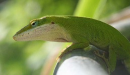 image of american_chameleon #17