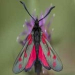 image of animal