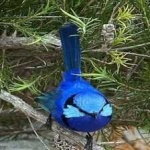 image of bird