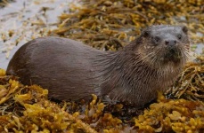 image of otter