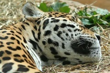 image of jaguar_car