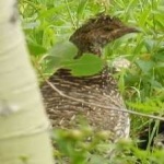 image of bird