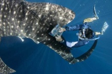 image of animal