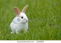image of hare