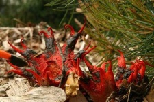 image of stinkhorn